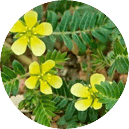 Prostalis